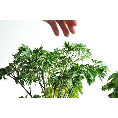 dショッピング |ポリシャス（バタフライ） 上質なプラ鉢に植えた