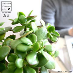 dショッピング |ユッカ（ロストラータ） 10号 ぽってり