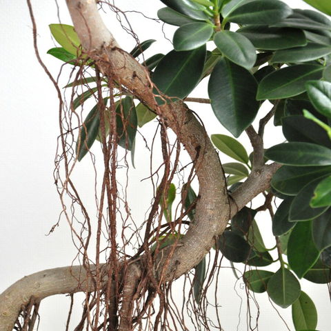 dショッピング |尖閣ガジュマル 3Dカーブ デザインポットに植えた