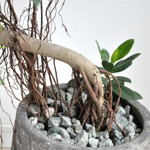 ガジュマル ガジュマルS字 7号 （高級平鉢陶器） | インテリアグリーンショップ