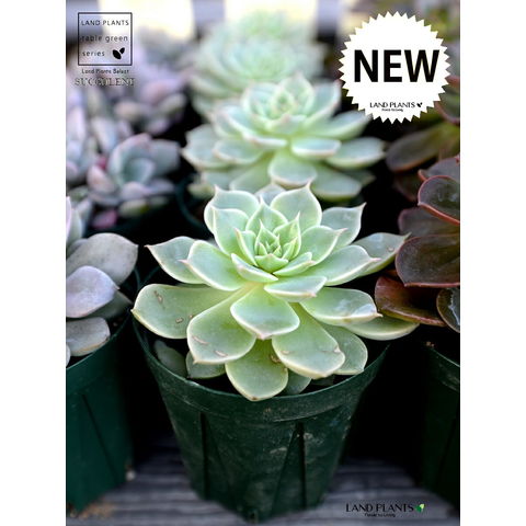dショッピング |【お試し】 多肉植物 グラプトベリア （マーガレット