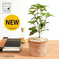 dショッピング |ユッカ（ロストラータ） 10号 ぽってり