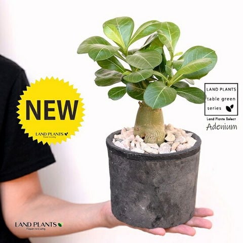 アデニウム 塊根植物 黒鉢 アデニウム アラビアカム ドワーフ 鉢付き 塊根植物 コーデック