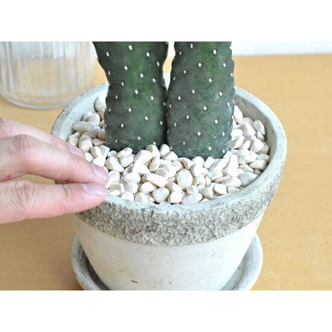 多頭型サボテン 陶器鉢付き dショッピング |サボテン（墨烏帽子：スミエボシ） 【大型】2本立ち