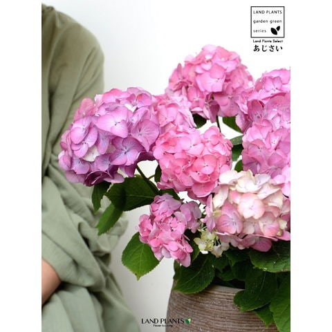 dショッピング |あじさい （花色：ピンク） ぽってり可愛い テラコッタ