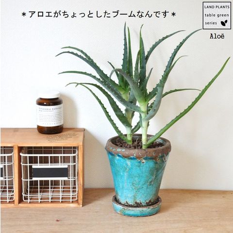 dショッピング |ビンテージ鉢に植えた アロエ オシャレな鉢で育てよう