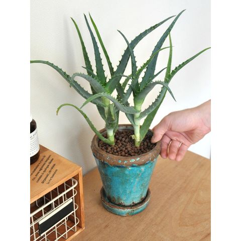 dショッピング |ビンテージ鉢に植えた アロエ オシャレな鉢で育てよう