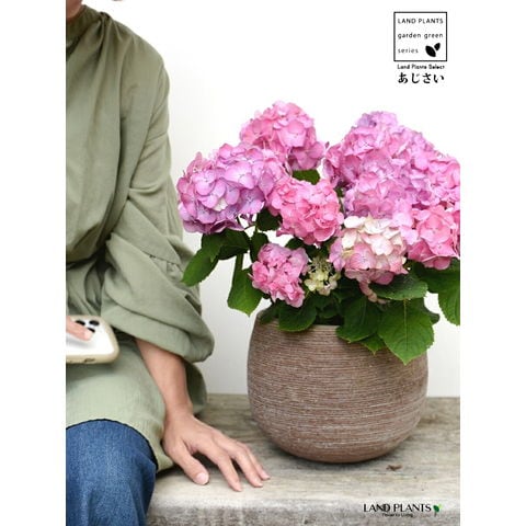 dショッピング |あじさい （花色：ピンク） ぽってり可愛い テラコッタ