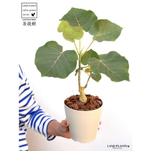 dショッピング |【お試し】 フィカス（ペティオラリス）4号 白色