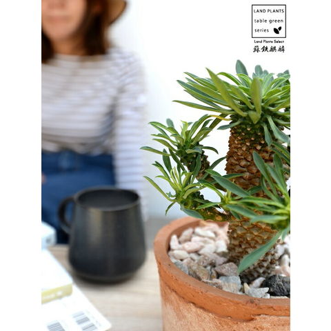 蘇鉄麒麟　ソテツキリン　発根済　7号陶器鉢付き 蘇鉄麒麟 ソテツキリン 発根済 7号陶器鉢付き