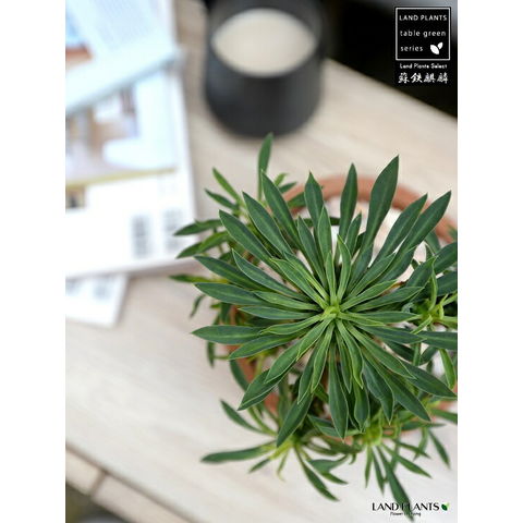 dショッピング |ソテツキリン（蘇鉄麒麟：パイナップルコーン） 茶色