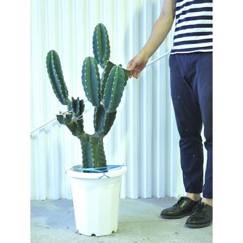 dショッピング |Re:NEW!! 柱サボテン ブランチ 切り込み仕立て