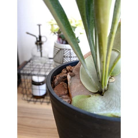 dショッピング |コウモリラン（立性） 8号 セラアート鉢 黒色