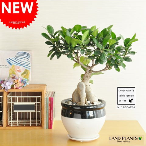 盆栽　ガジュマル dショッピング |【 観葉植物 】【数量限定】 ガジュマル 白×黒ツートン