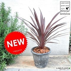 多肉植物セット（エケベリア・セダム）*3 多肉植物セット（エケベリア・セダム）*3 多肉植物 寄せ植えセット