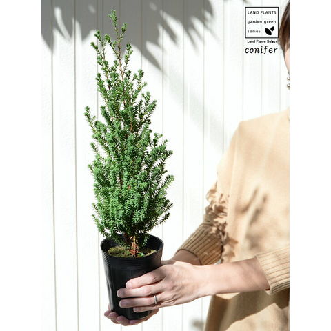 dショッピング |【超希少】 コニファー（パープルフェザー） 4号