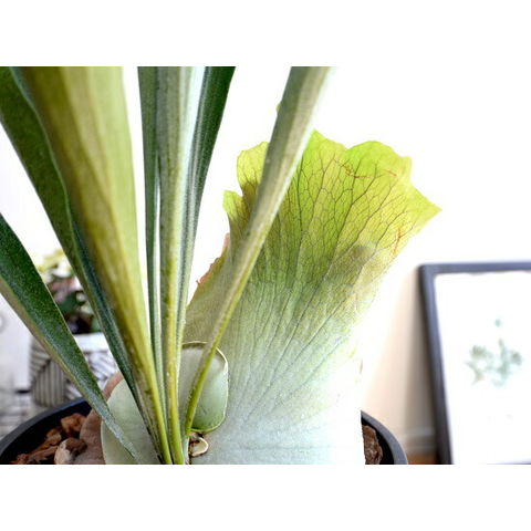 dショッピング |コウモリラン（立性） 8号 セラアート鉢 黒色