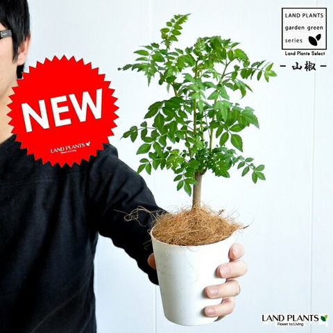 dショッピング |【お試し】 山椒（サンショウ） 4号 白色 プラスチック鉢 【ココファイバー】 サンショウ苗 山椒の木 サンショウの木 木の芽  キノメ ハジカミ 葉サンショウ 葉山椒 鉢 鉢植え 苗 苗木 香辛料 蝶々のエサ 蝶々 白 ホワイト プラ鉢 植物 | カテゴリ：苗の ...