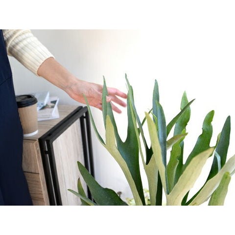 dショッピング |コウモリラン（立性） 8号 セラアート鉢 黒色