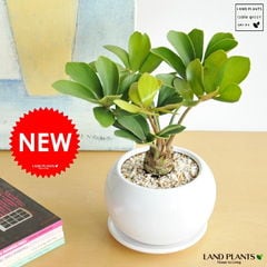 dショッピング | 『NEW』で絞り込んだLAND PLANTSおすすめ順の通販