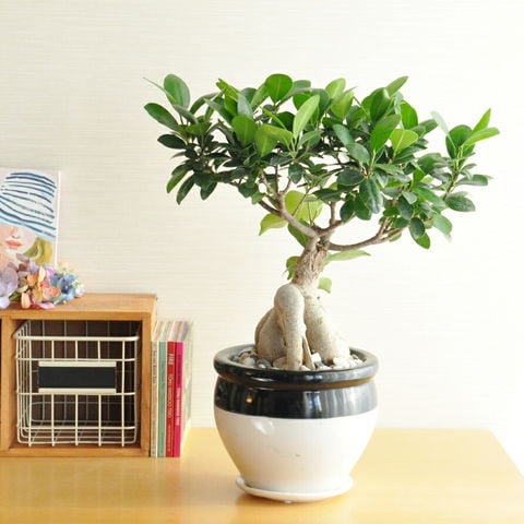 dショッピング |【 観葉植物 】【数量限定】 ガジュマル 白×黒ツートン