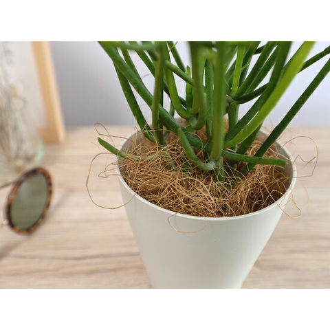 dショッピング |【お試し】 ミルクブッシュ 4号 白色 プラスチック