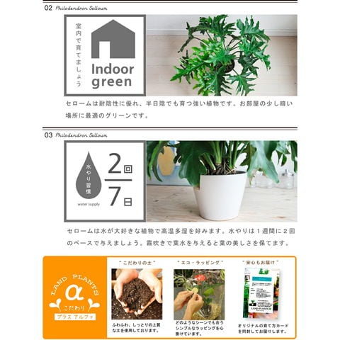 dショッピング |【 観葉植物 】 白色陶器鉢に植えた ギザギザ葉っぱの