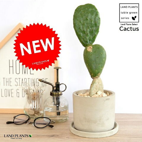 dショッピング |【希少】 サボテン ウチワサボテン（3段団子