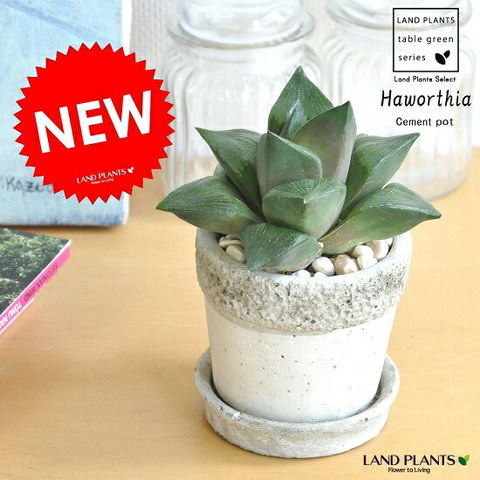 dショッピング |New!! ハオルチア・レツーサ（寿） 多肉植物 石模様の