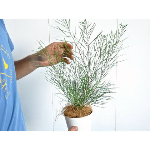 ［現品］※売約済※ 法人　割引　アカシア　フロリバンダ　8号　観葉植物　レア 現品］※売約済※ 法人 割引 アカシア フロリバンダ 8号 観葉植物