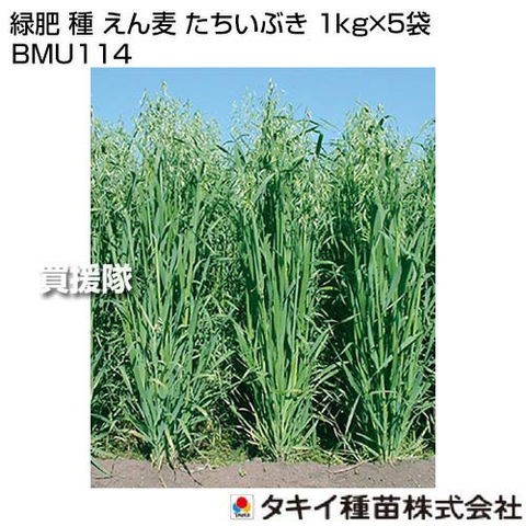 dショッピング |タキイ種苗 緑肥 種 えん麦 たちいぶき 1kg×5袋 BMU114 【種子 種 タネ たね 緑肥作物 緑肥 栽培 えん麦  サツマイモネコブセンチュウ 密度抑制 極早生 障壁栽培 転作 すき込み すきこみ 冠さび病に強い】【おしゃれ おすすめ】 カテゴリ：種子・球根・花  ...