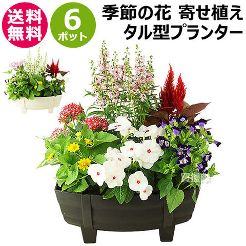 dショッピング |季節の花 寄せ植え 花苗 6ポット プランター セット