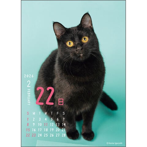 dショッピング |【送料無料】2026年 カレンダー 卓上 日めくり ニャン