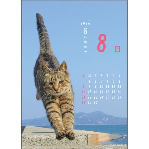 dショッピング |【送料無料】2026年 カレンダー 卓上 日めくり ニャン