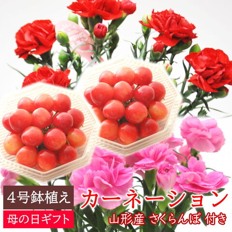 鉢植えカーネーション さくらんぼのセット