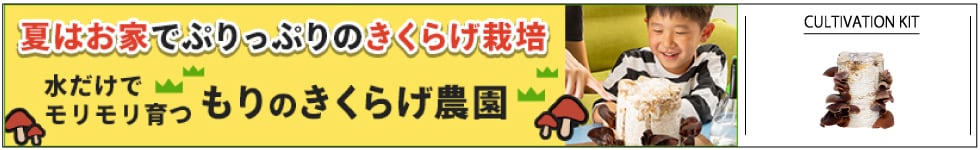 きくらげ栽培キット