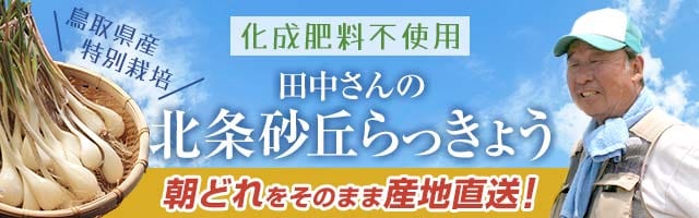 砂丘らっきょう